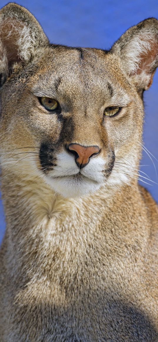 puma, glance, big cat, predator, animal