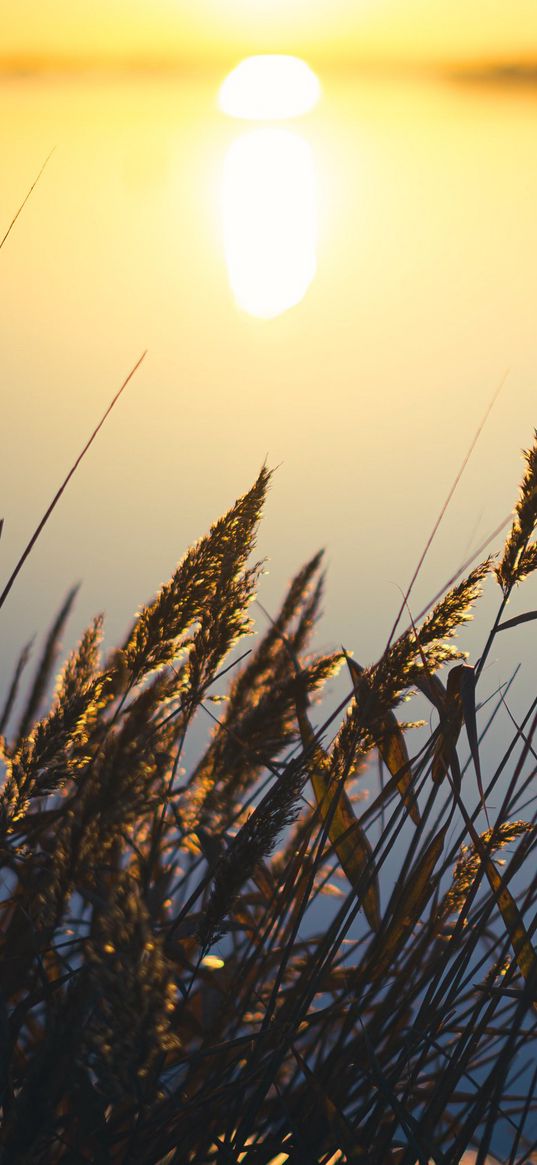 reeds, plant, lake, sunset, macro