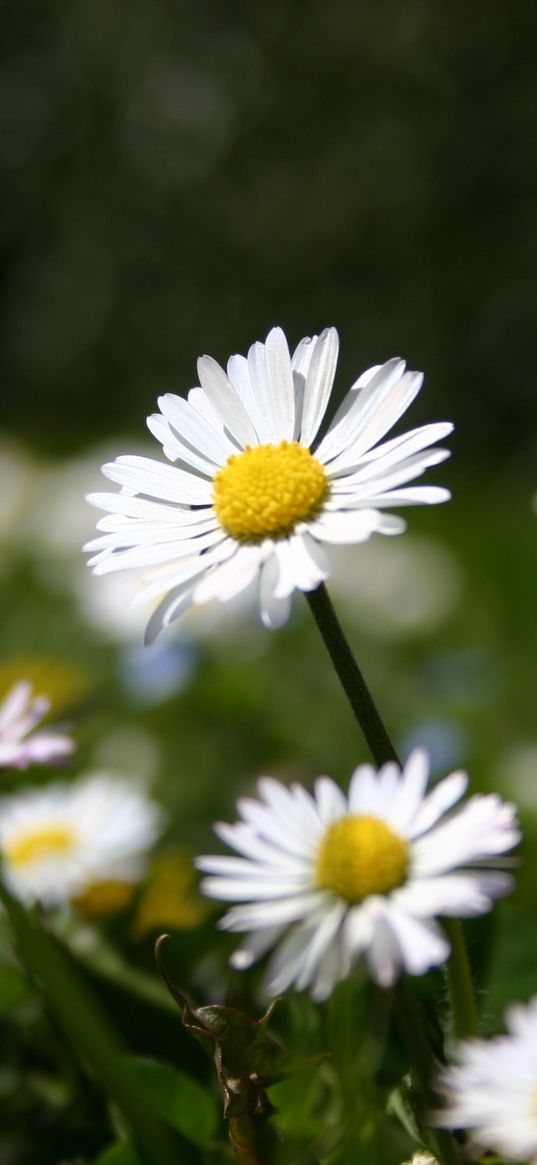 daisies, flowers, meadow, grass, nature, summer