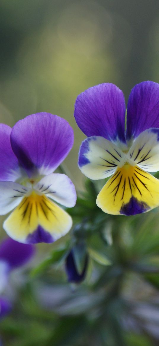 pansies, flowers, herbs, colorful