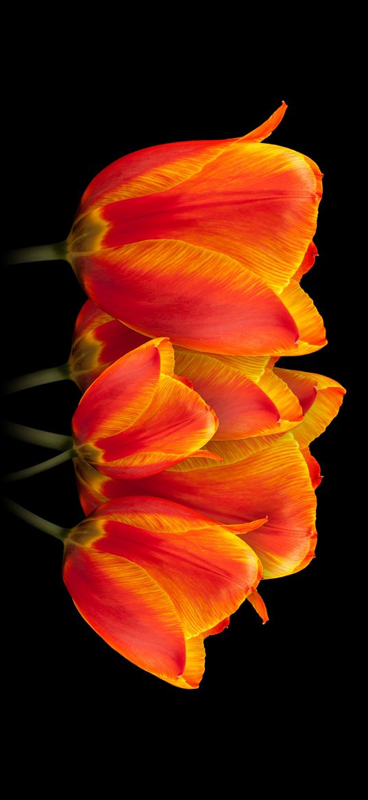 tulips, orange color, black background, flowers