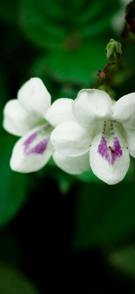 flowers, herbs, two, small