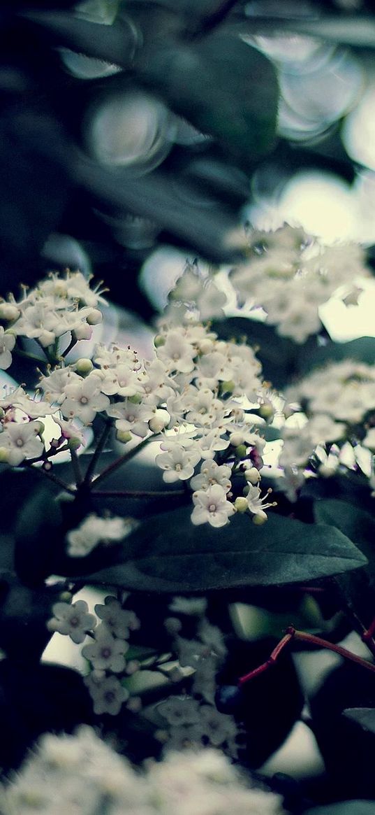 blossom, twig, leaves, bunches