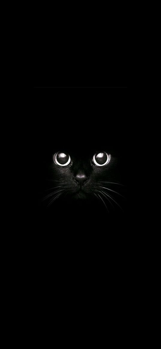 cat, kitty, muzzle, eyes, glance, black