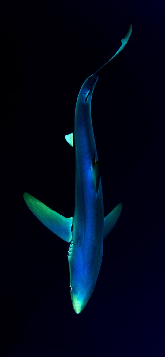 shark, fish, top view, black background