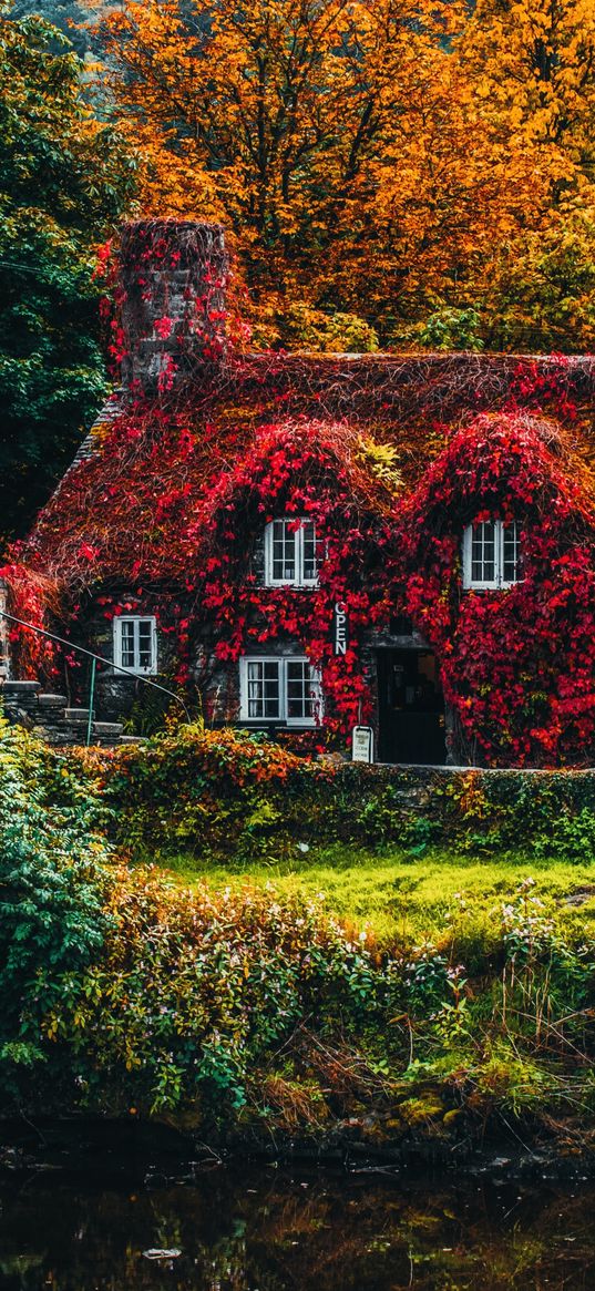 house, autumn, nature, plants, colorful background