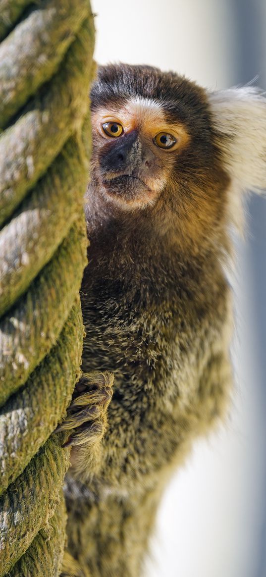 marmoset, monkey, animal, rope