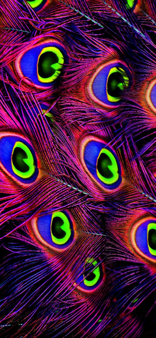 feather, peacock, neon, bright pink