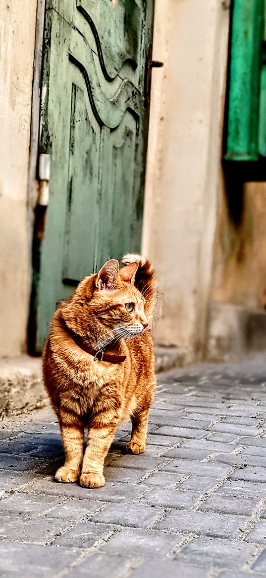 cat, red cat, street