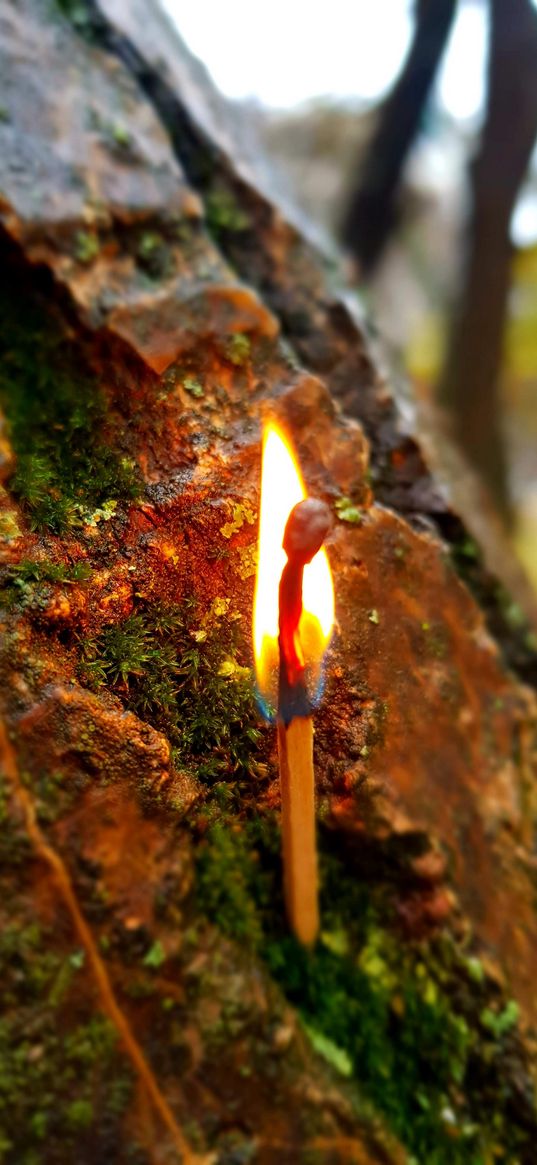 tree, match, fire