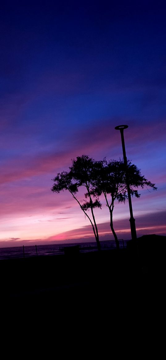 sunset, sky, tree, dawn, purple sky, violet sky, pink sky