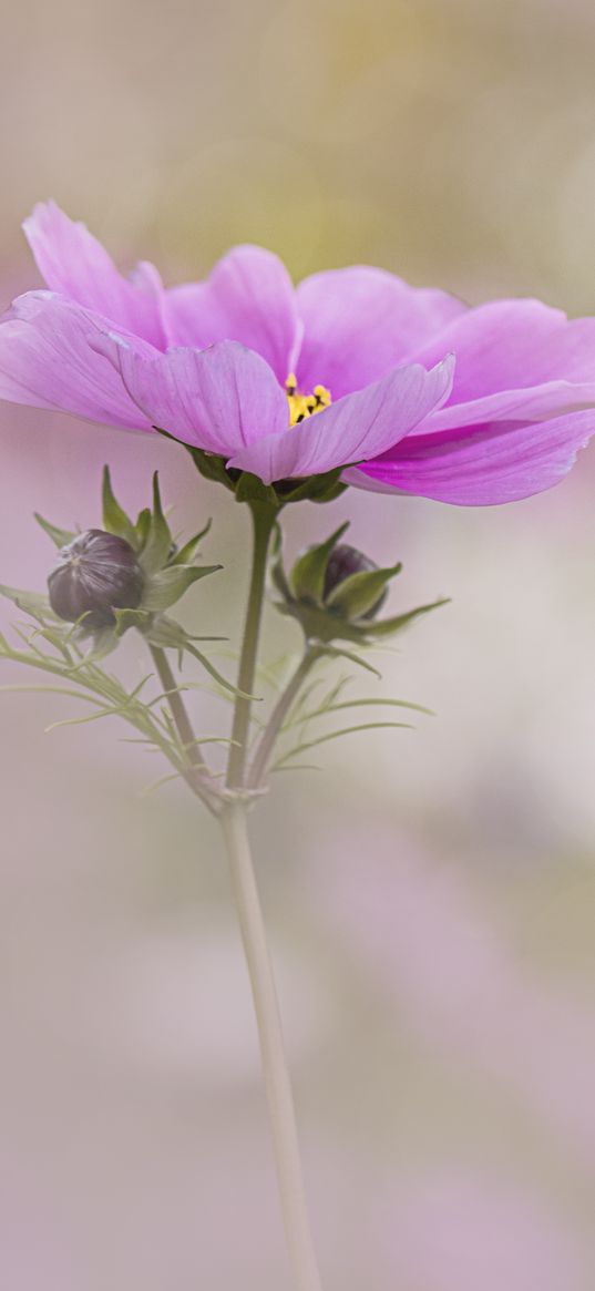 kosmeya, flower, petals, macro, blur, pink