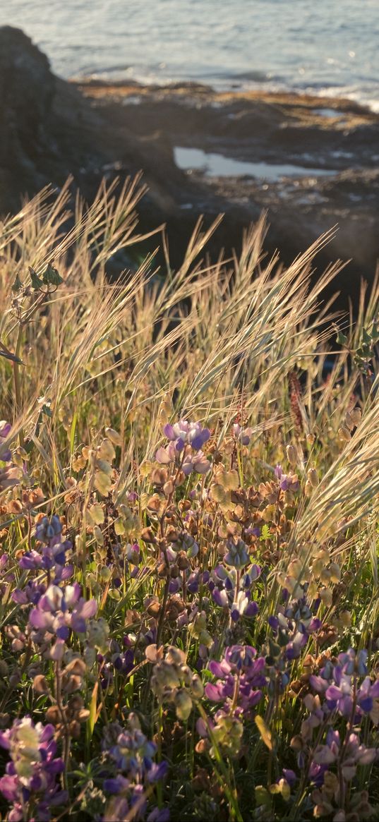 grass, flowers, wild flowers, plants, macro, nature