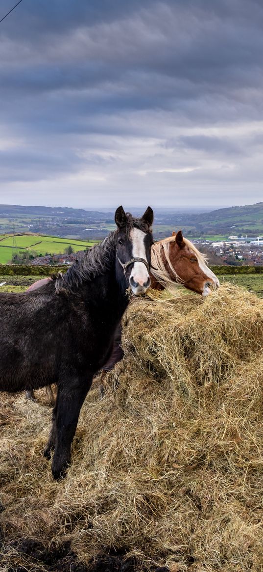 horses, animals, hay