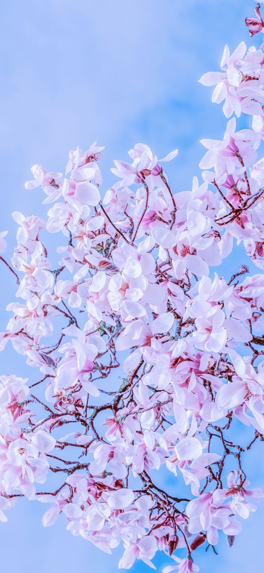 flowers, tree, branches, spring, sakura