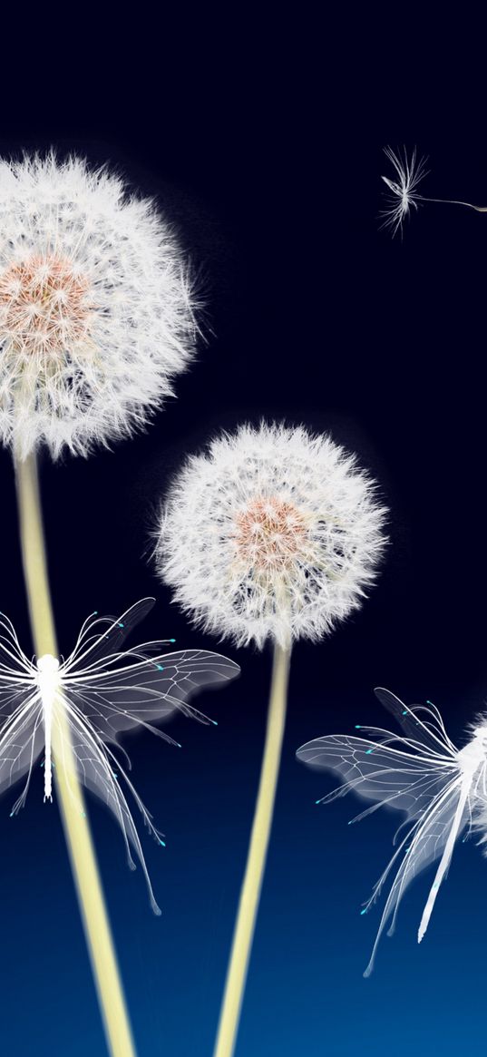 dandelion, blue background, art