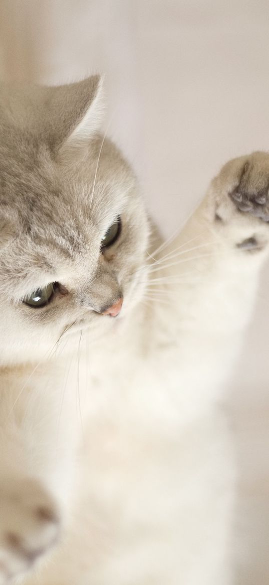 kitten, paws, white