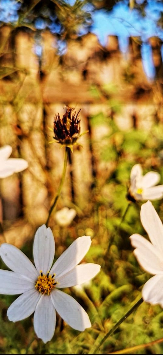 kosmeya, summer, grass, flowers, macro