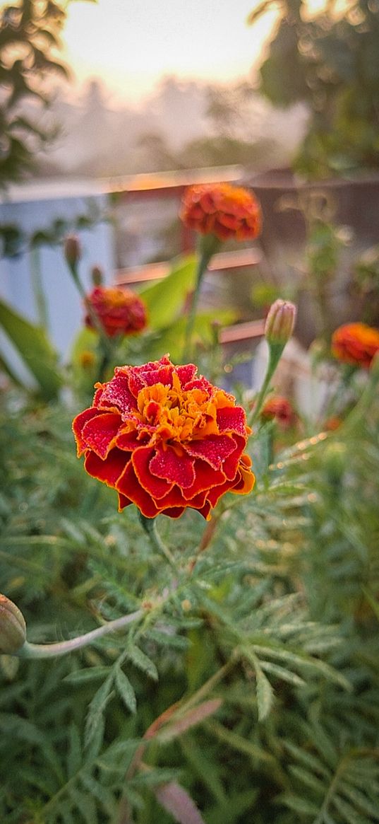 marigolds, flowers, plants, wallpapers