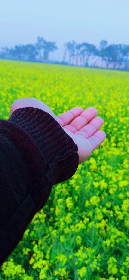 hand, flowers, rapeseed, field, sky