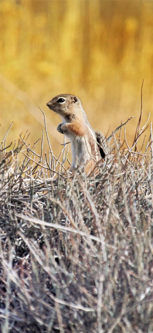 chipmunk, animal, branches, wildlife