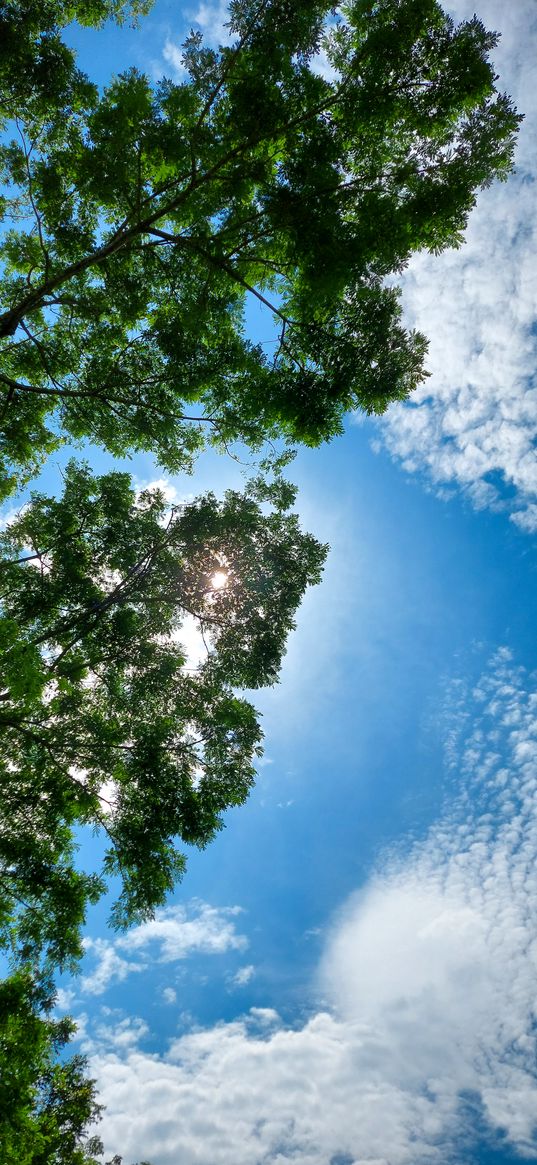 sky, clouds, summer, trees, nature, bottom view, blue, green