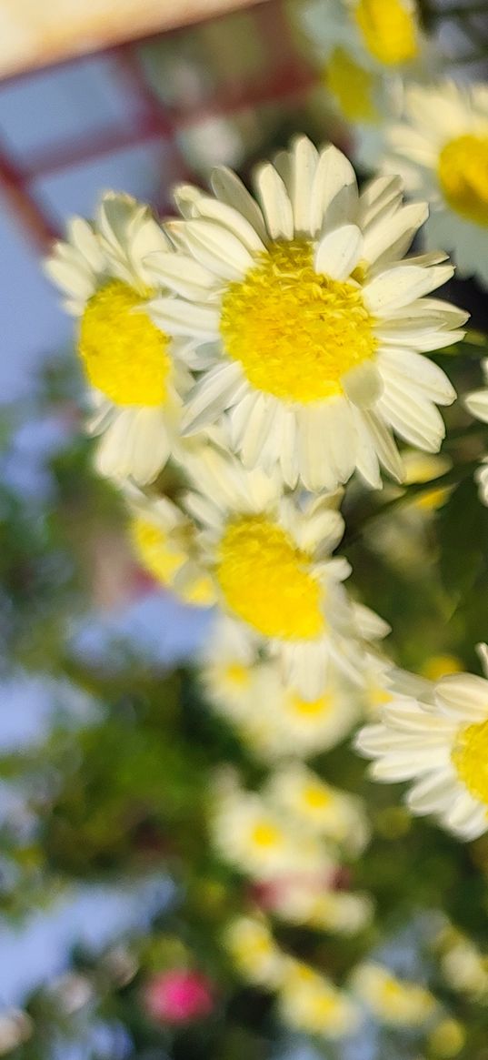 flowers, yellow, chrysanthemum, white