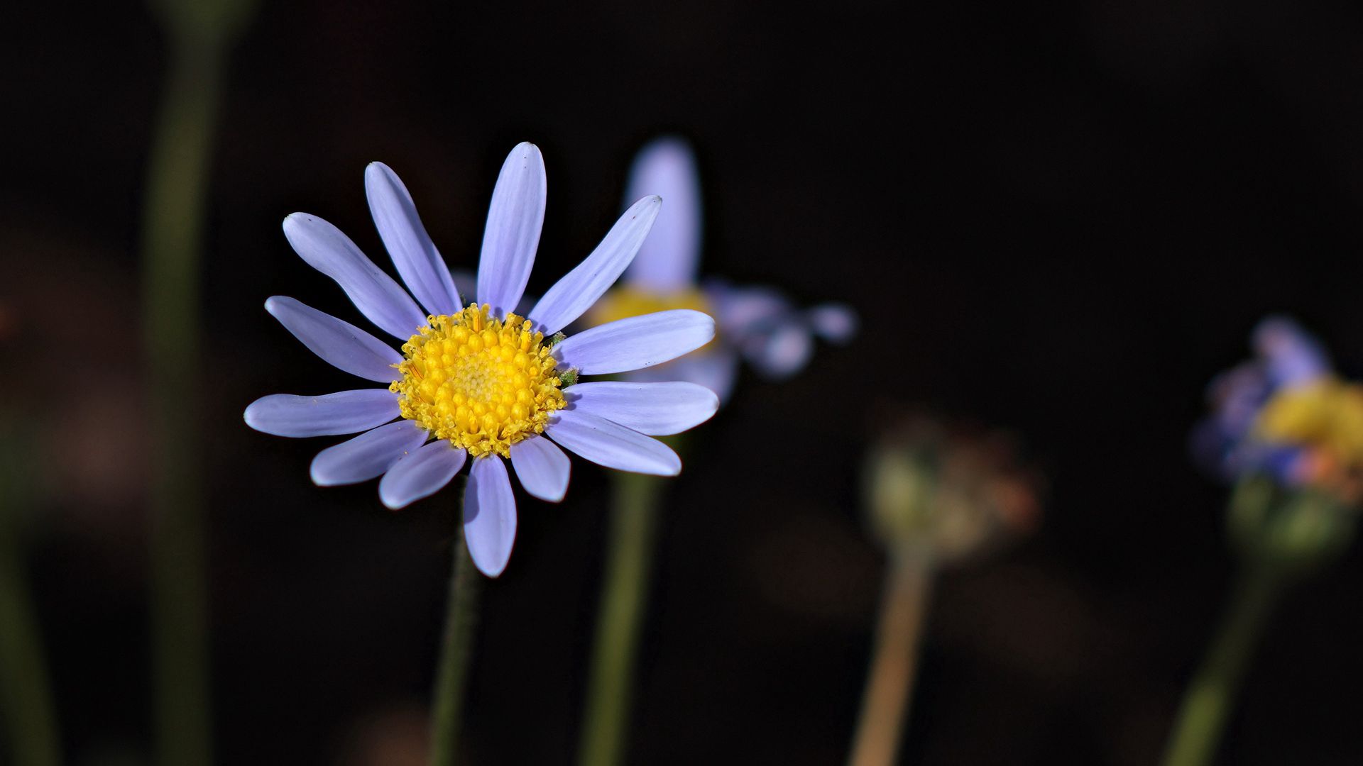 flower, petals, pollen, stem