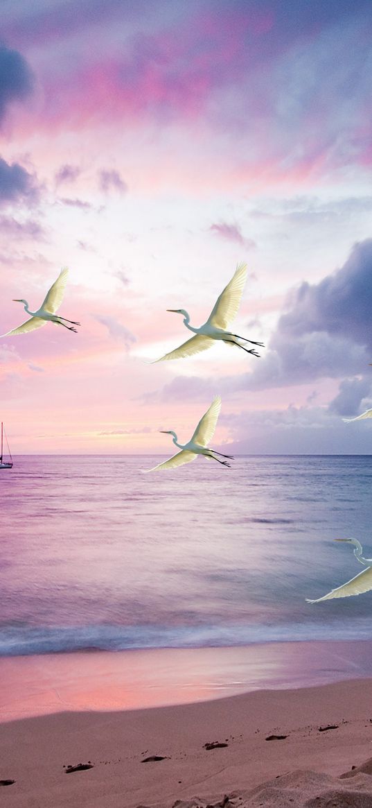 storks, sea, sky, flight