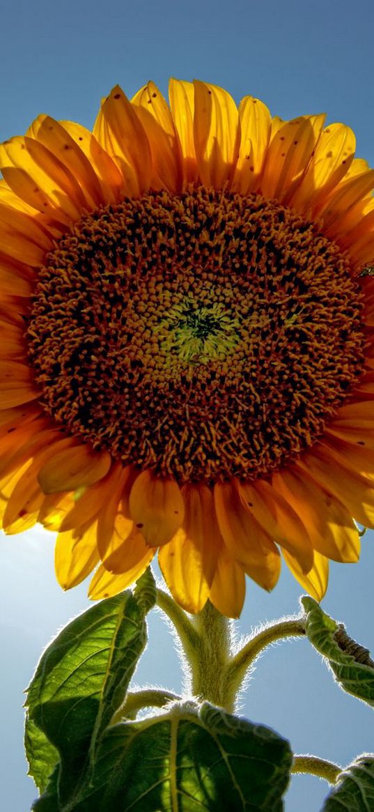 sunflower, plant, sunny, skies