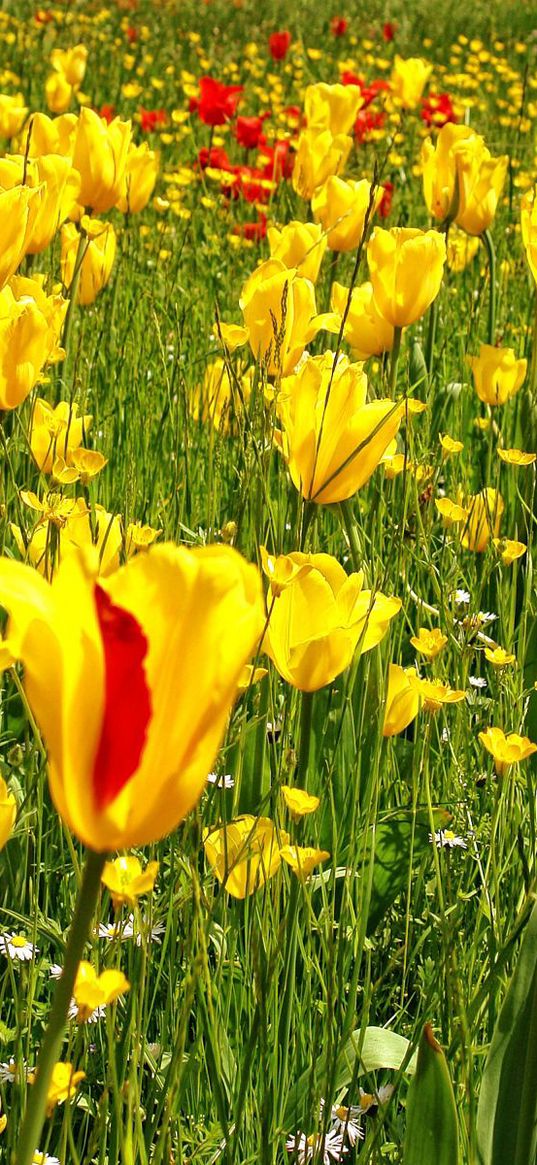 tulips, daisies, dandelions, flowers, meadow, grass, nature