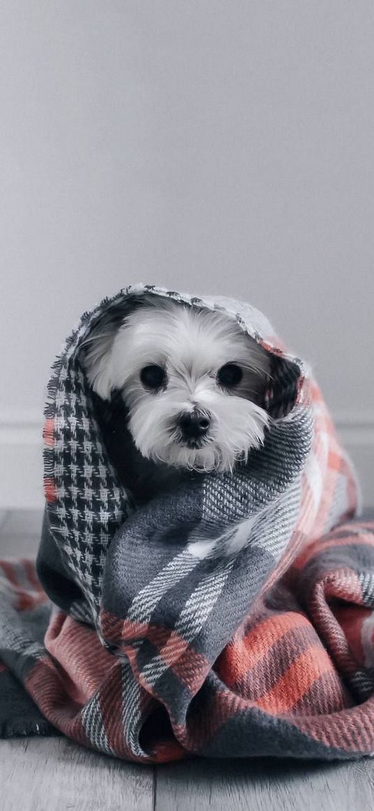 dog, pet, cute, small, plaid, white