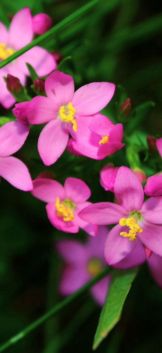 flowers, small, petals, herbs