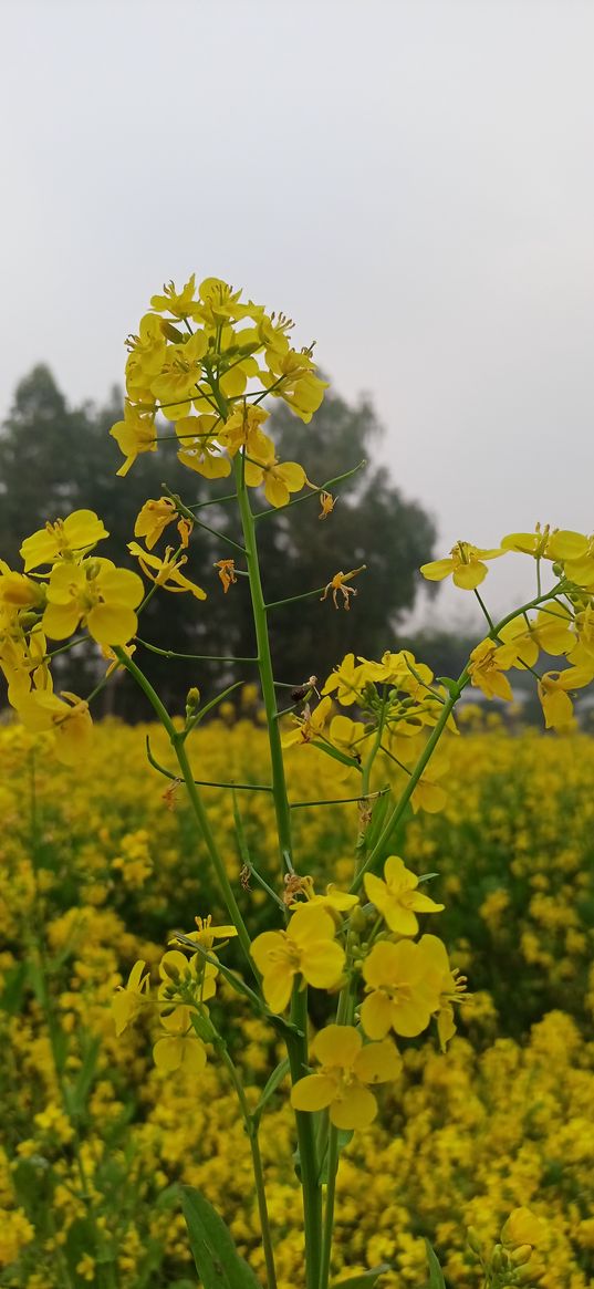 wildflowers, yellow, flowers, field, field of flowers, nature