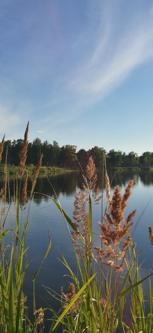 summer, lake, grass, reeds, forest, pond, sky, nature