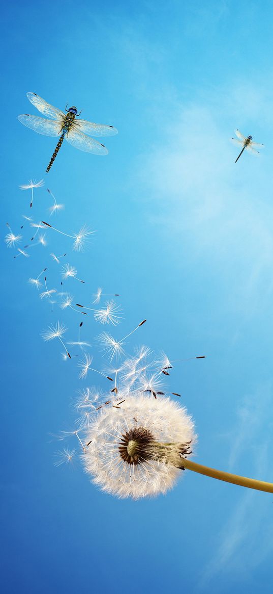 dandelion, dragonfly, blue sky, flight, blue background