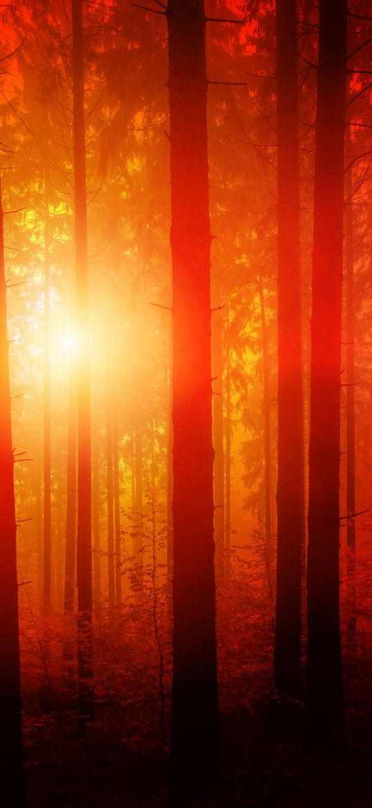 forest, sunset, red sun, trees, red, orange