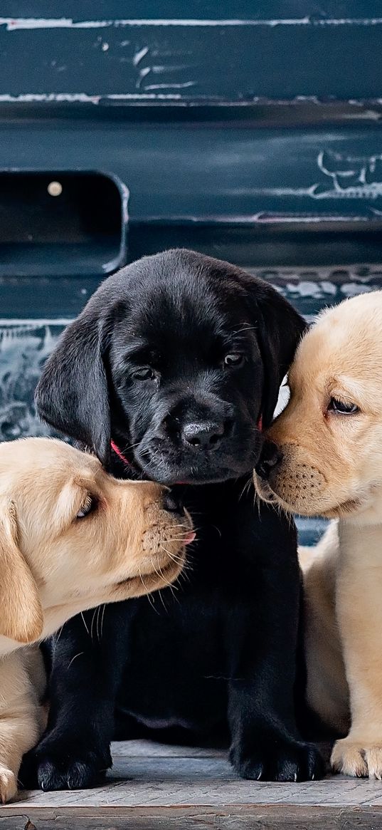 puppies, labrador, black, beige, cute