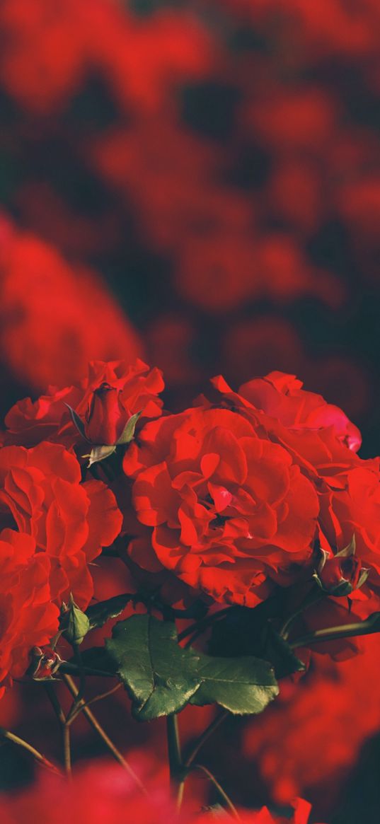 roses, red roses, flowers, bush, nature, blur