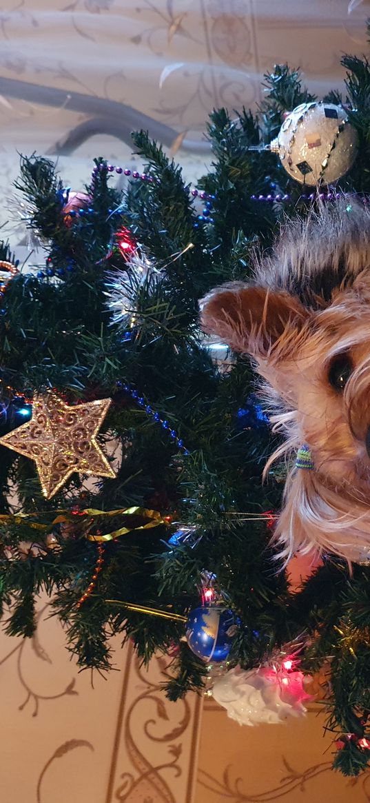 york, yorkshire terrier, dog, tree, christmas, new year