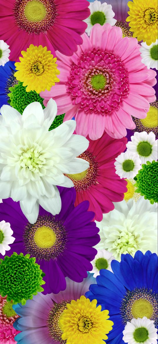 flowers, iridescent, bright, colorful