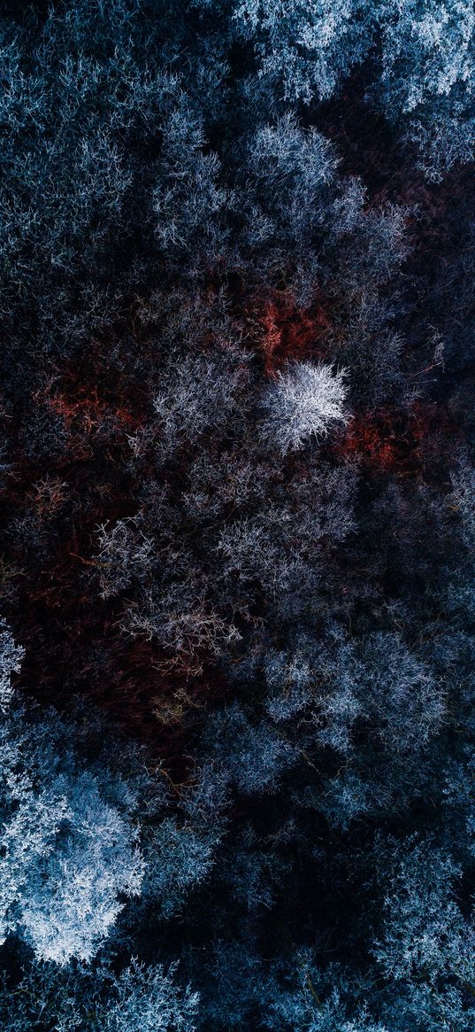 forest, trees, frost, winter, aerial view