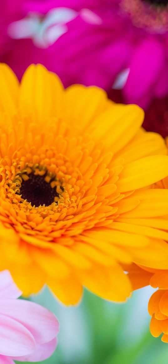 flowers, gerbera, yellow, purple, pink, nature