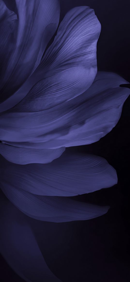 petals, flowers, blue, black background