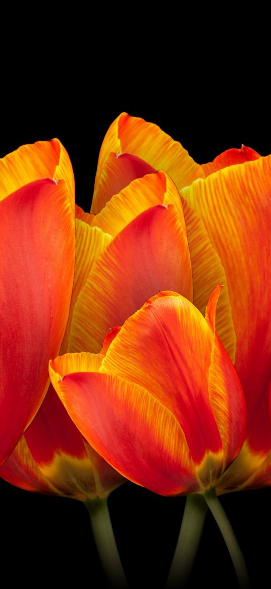 tulips, flowers, orange tulips, black background