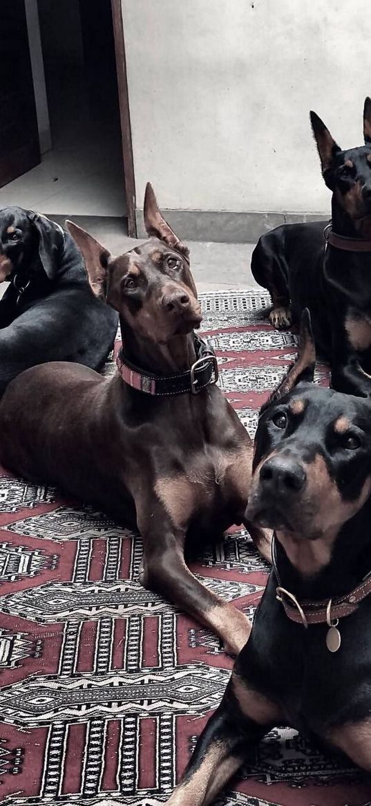 doberman, dogs, animals, pets, grace