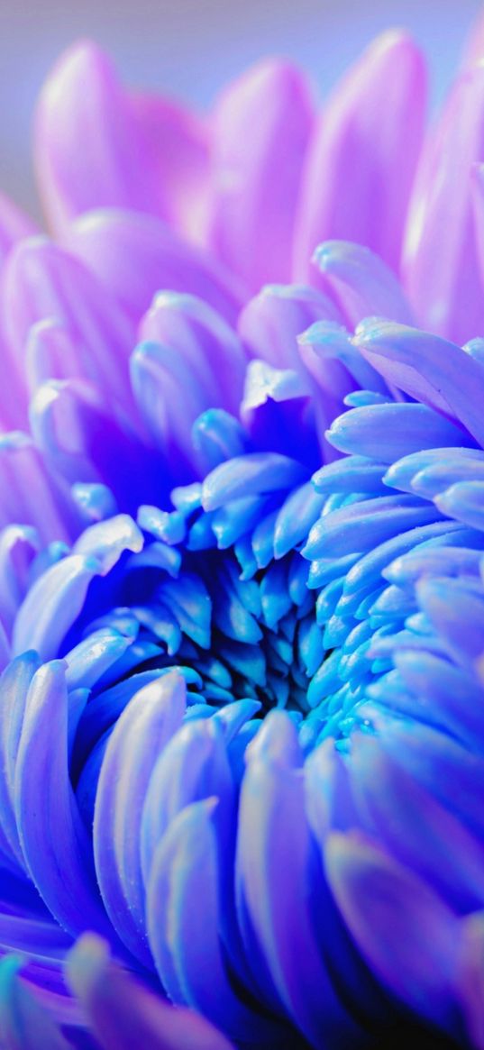 chrysanthemums, mums, chrysanths, flower, blue, bud, macro