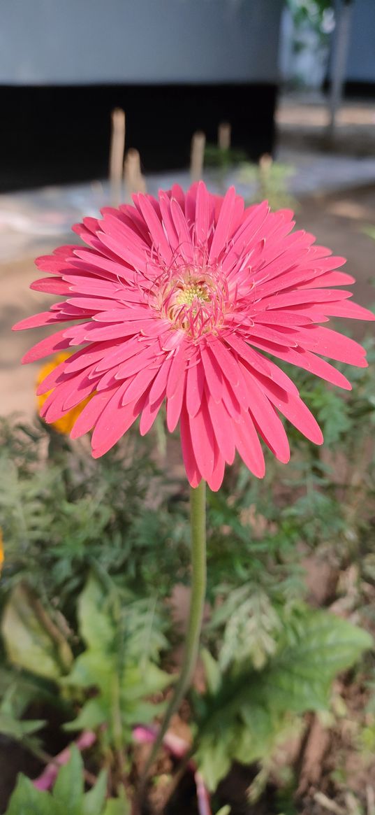 flower, gerbera, pink