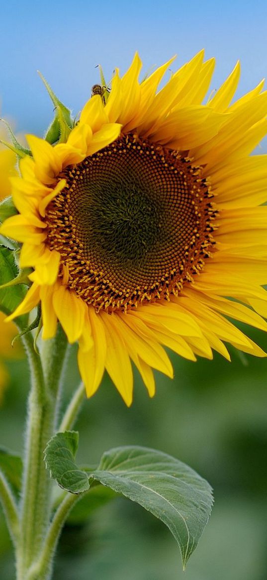 sunflower, field, greens, sky, nature