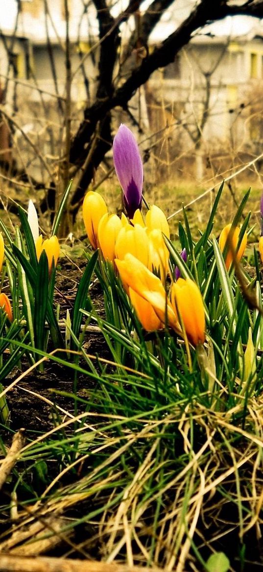 crocuses, flowers, spring, blossomed, land